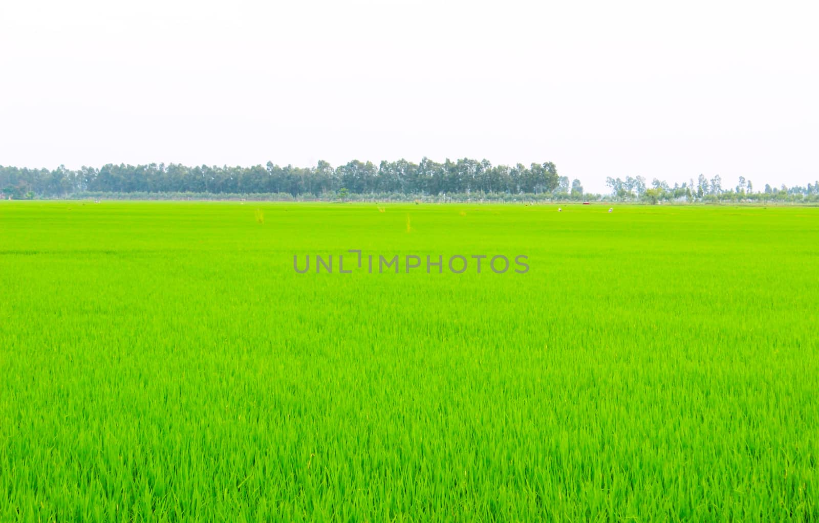 Green field under blue sky 