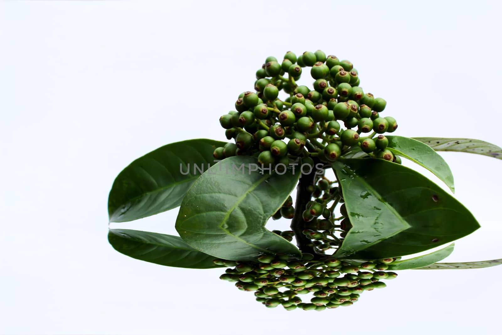 fresh green fruit isolated on a white background