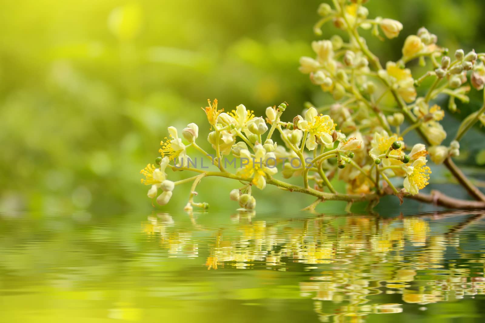 Yellow flower 