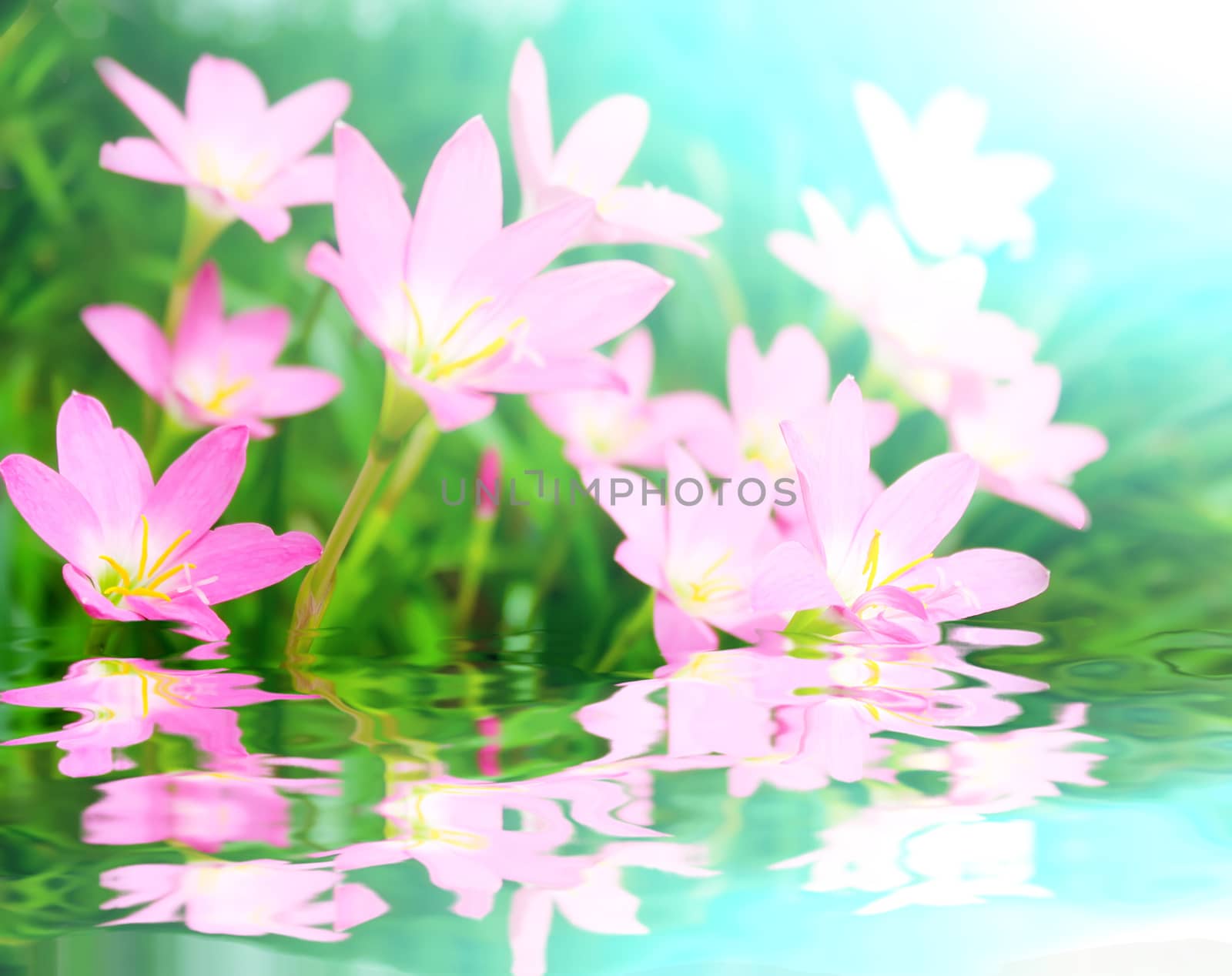 beautiful pink flowers in the garden