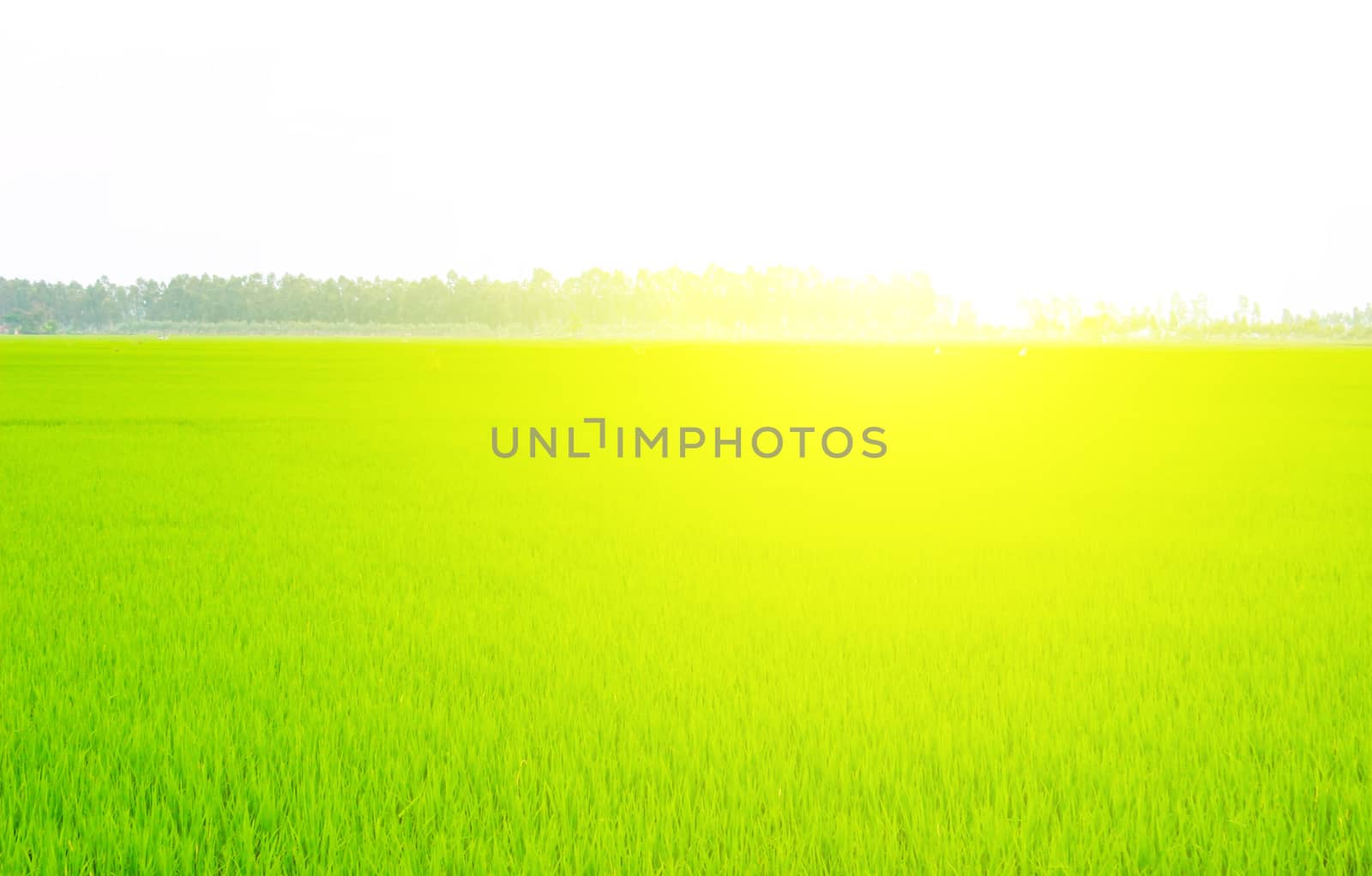 Green field under blue sky 