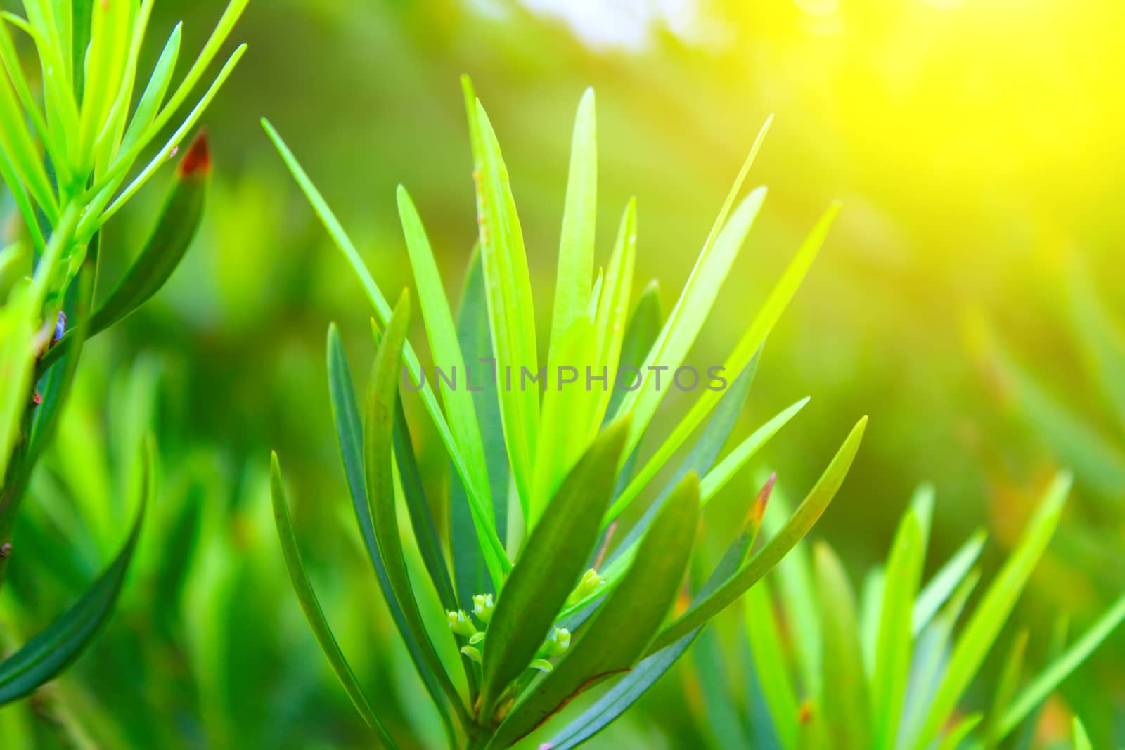 Green bud 