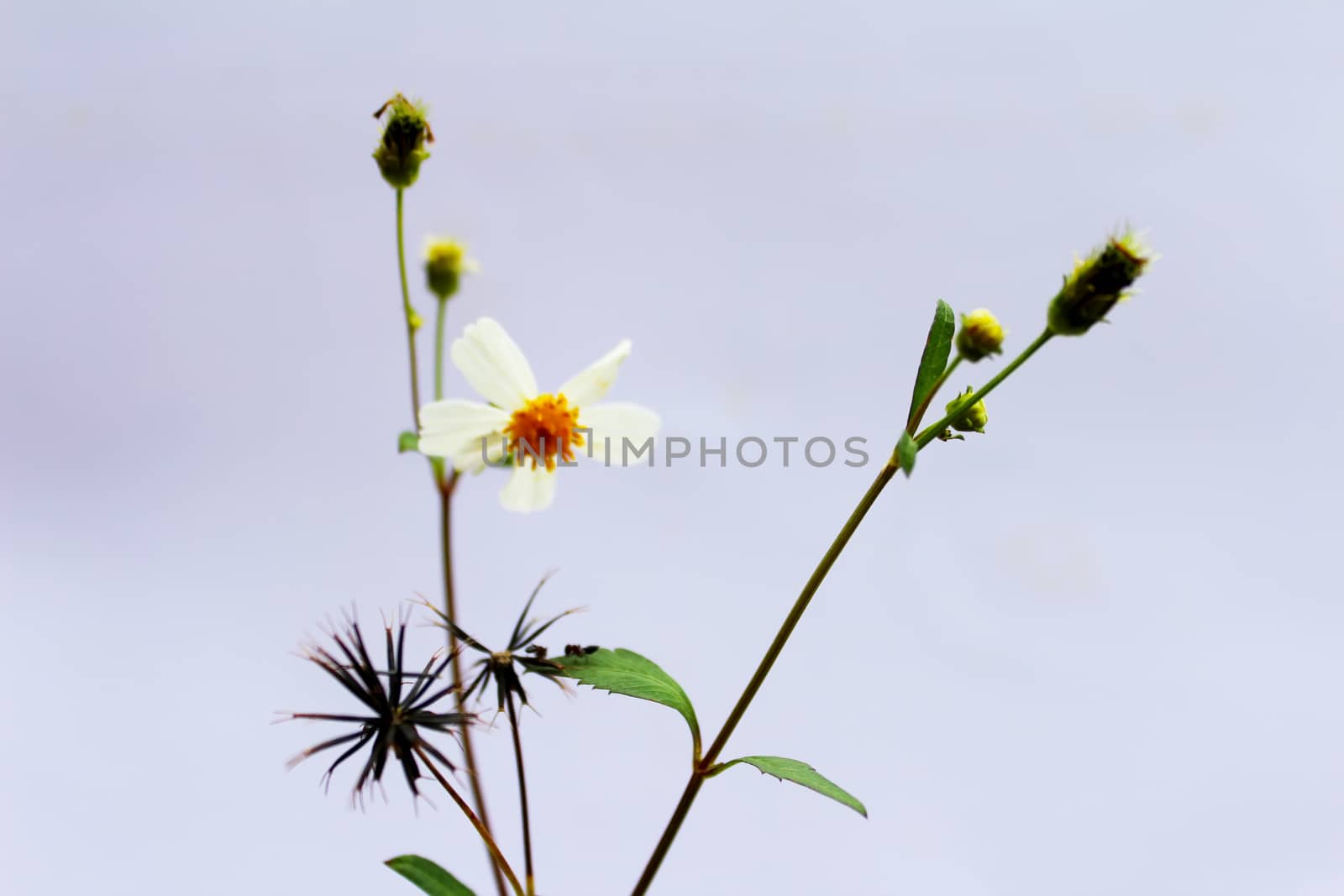White  Flower 
