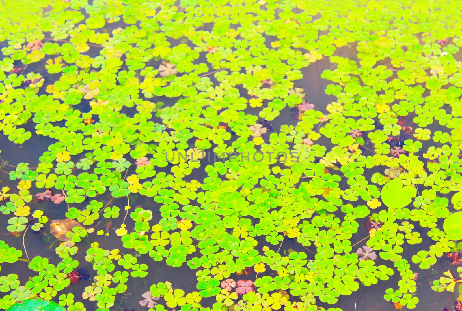 Beautiful water lily 