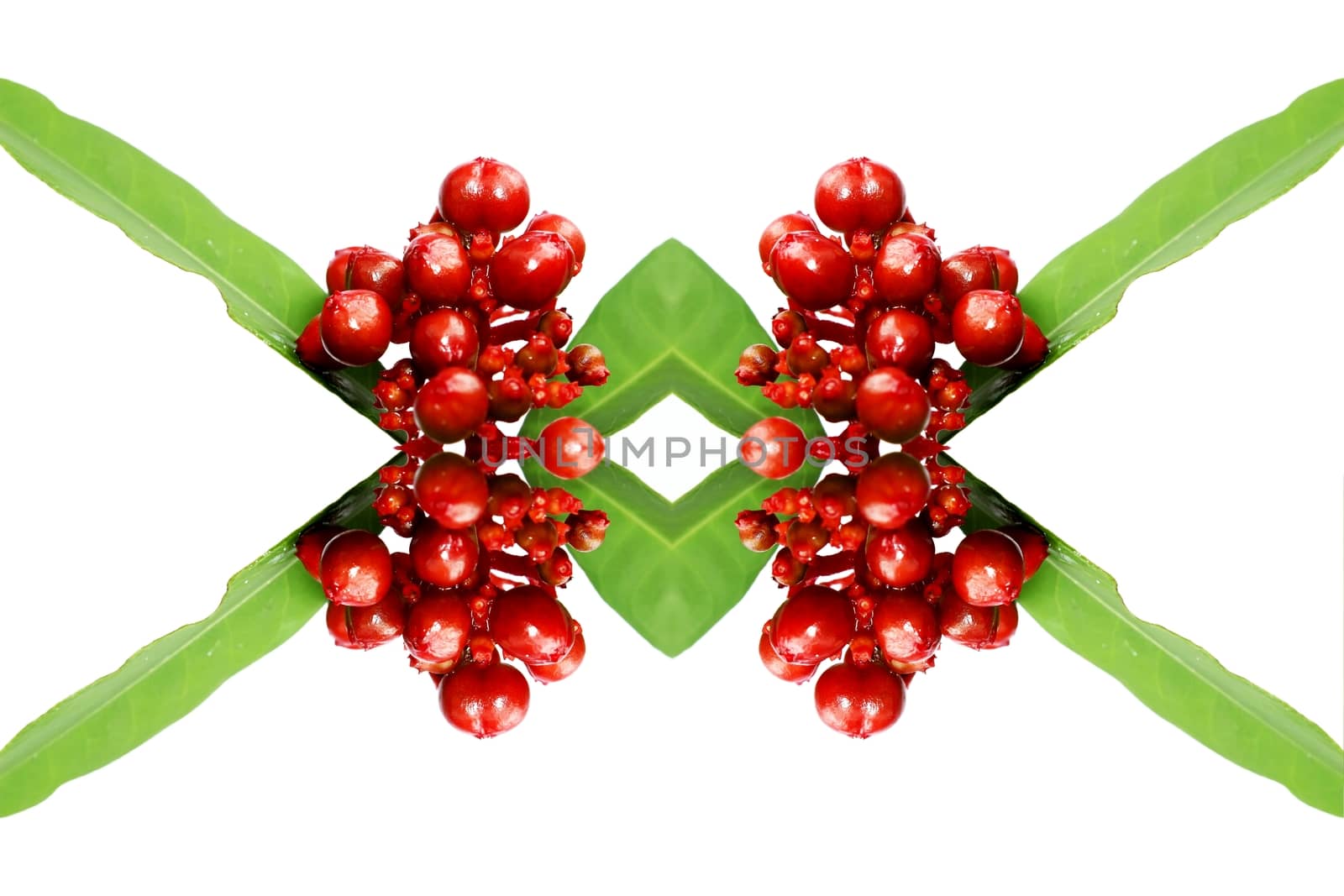 red wild fruit isolated on white 