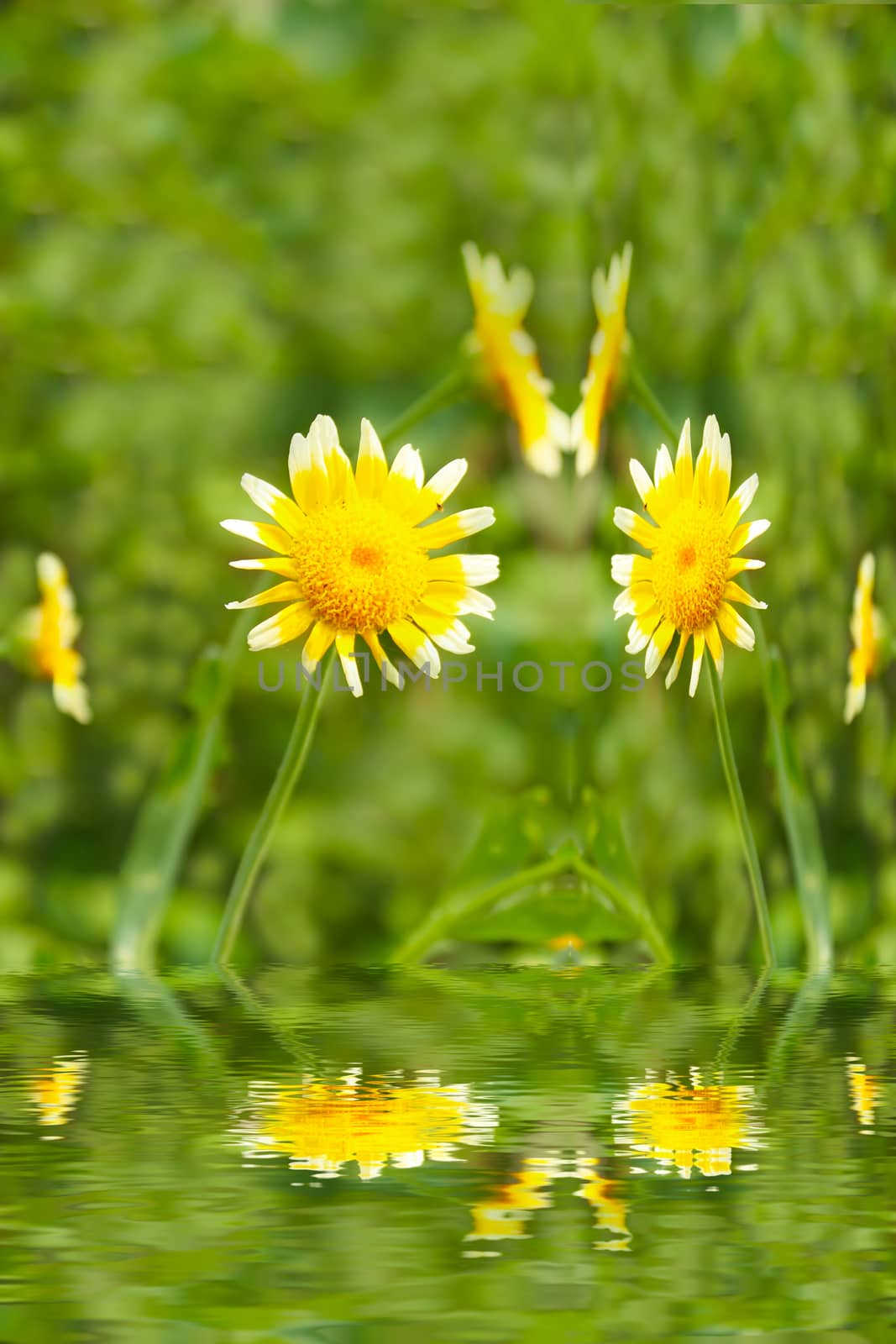 Beautiful yellow flower in field 