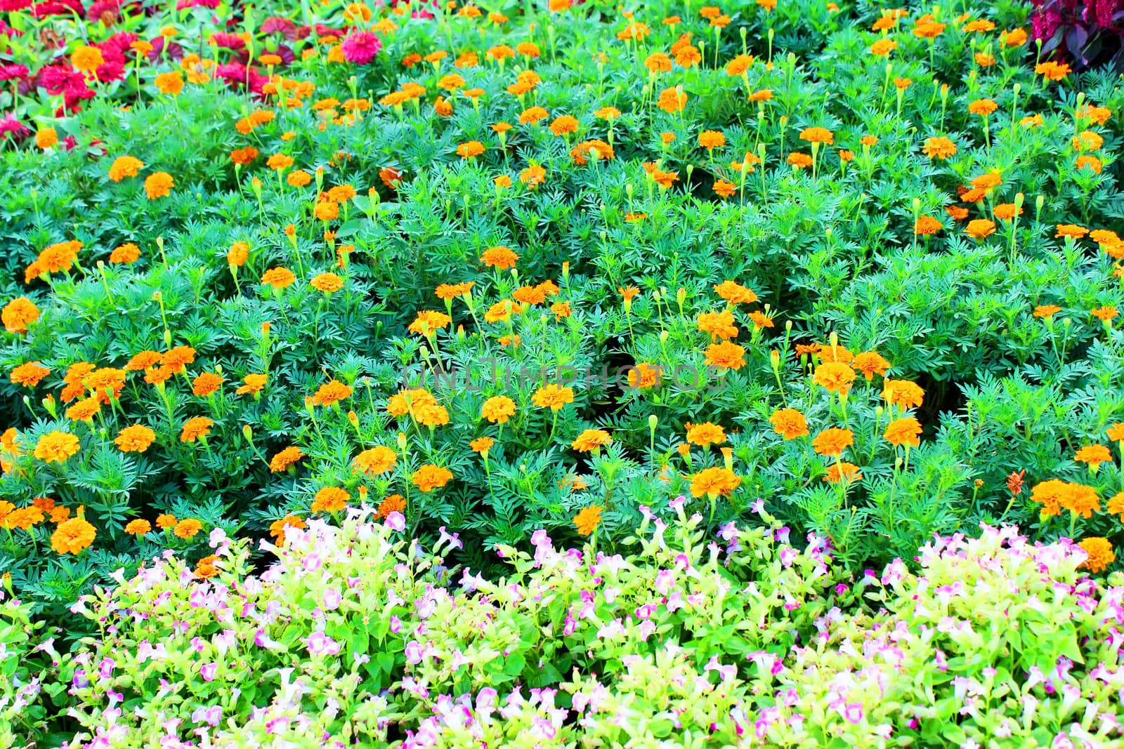 flower garden background