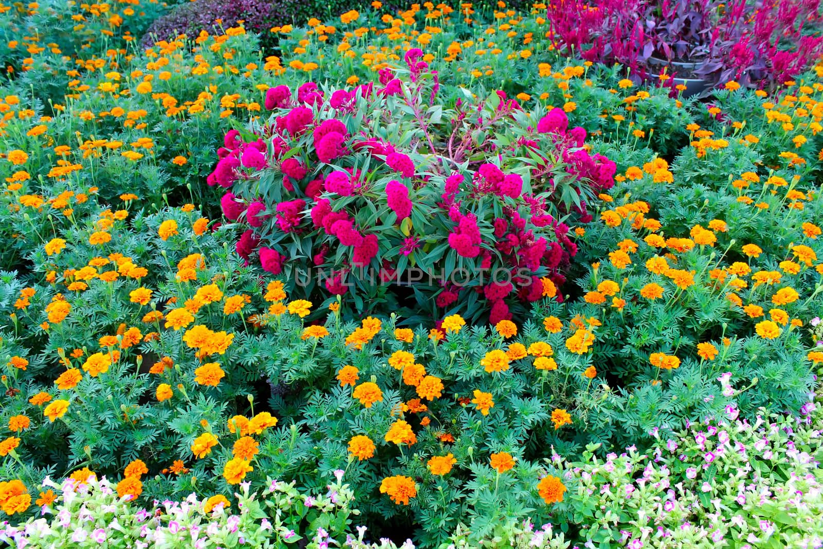 flower garden background 