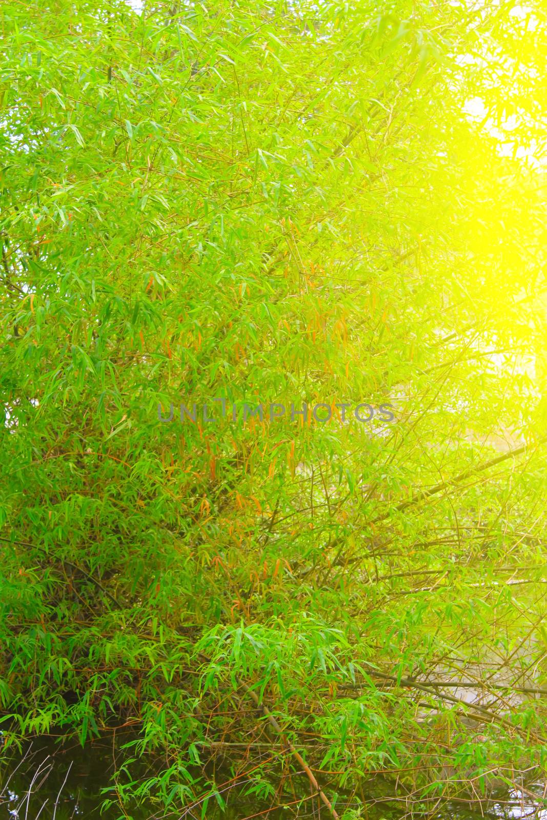 Green and Yellow Bamboo 