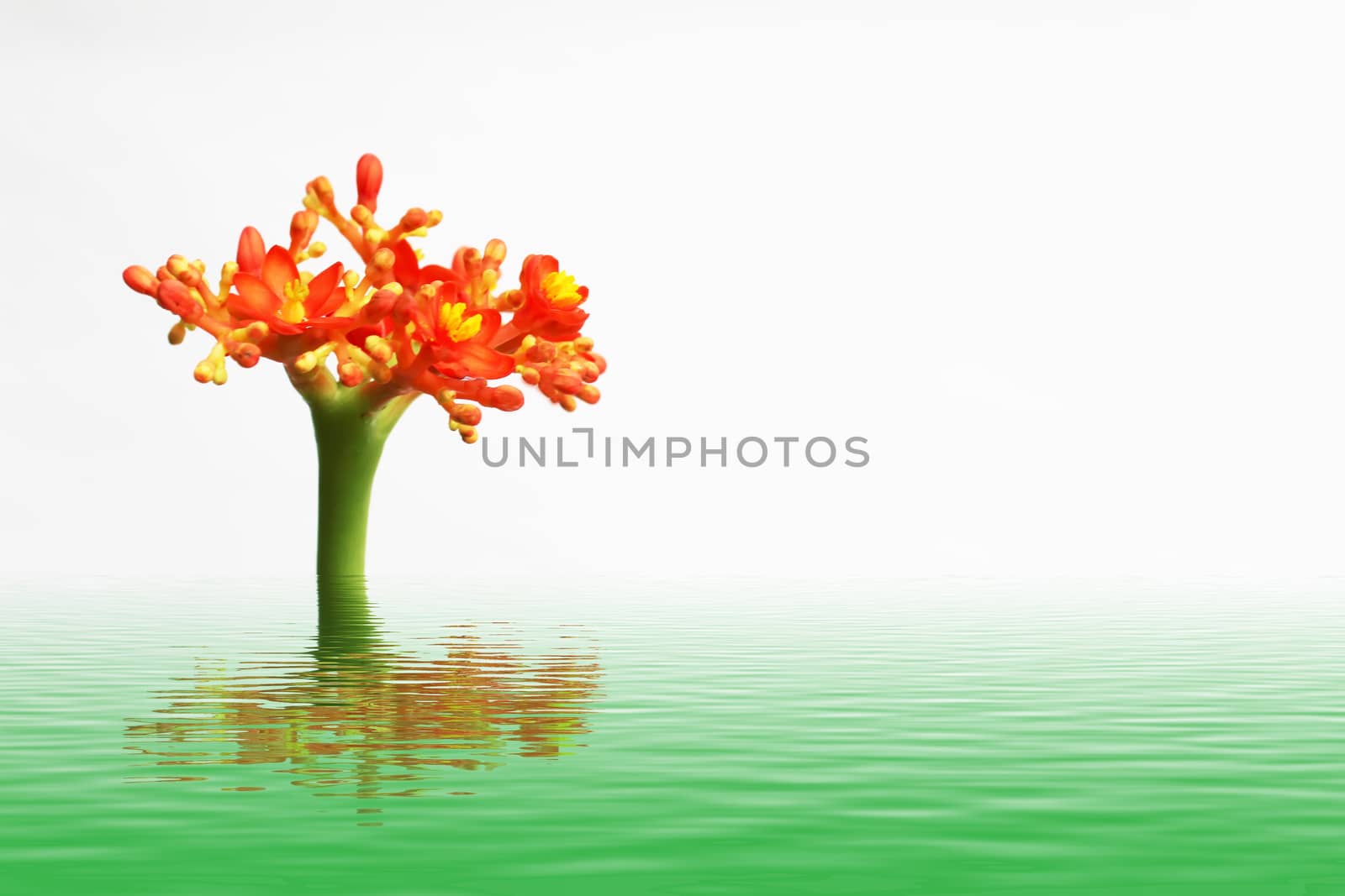 geranium flower by dinhngochung