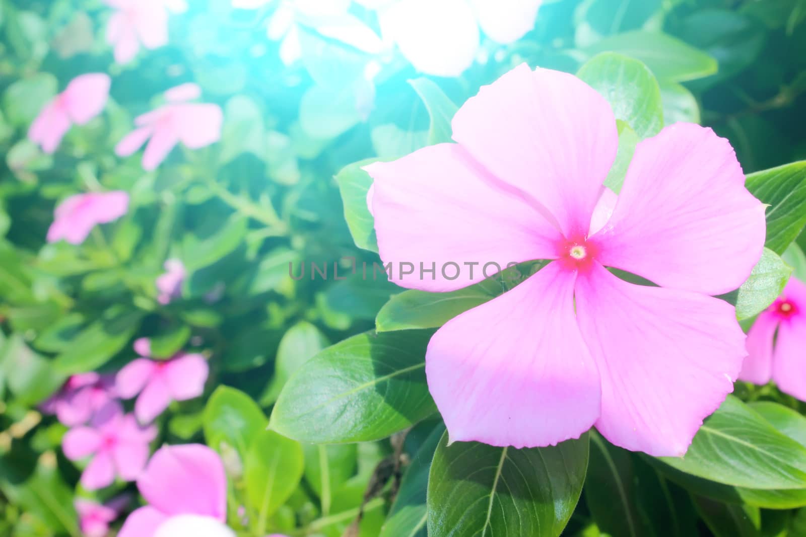 beautiful pink flowers in the garden by dinhngochung