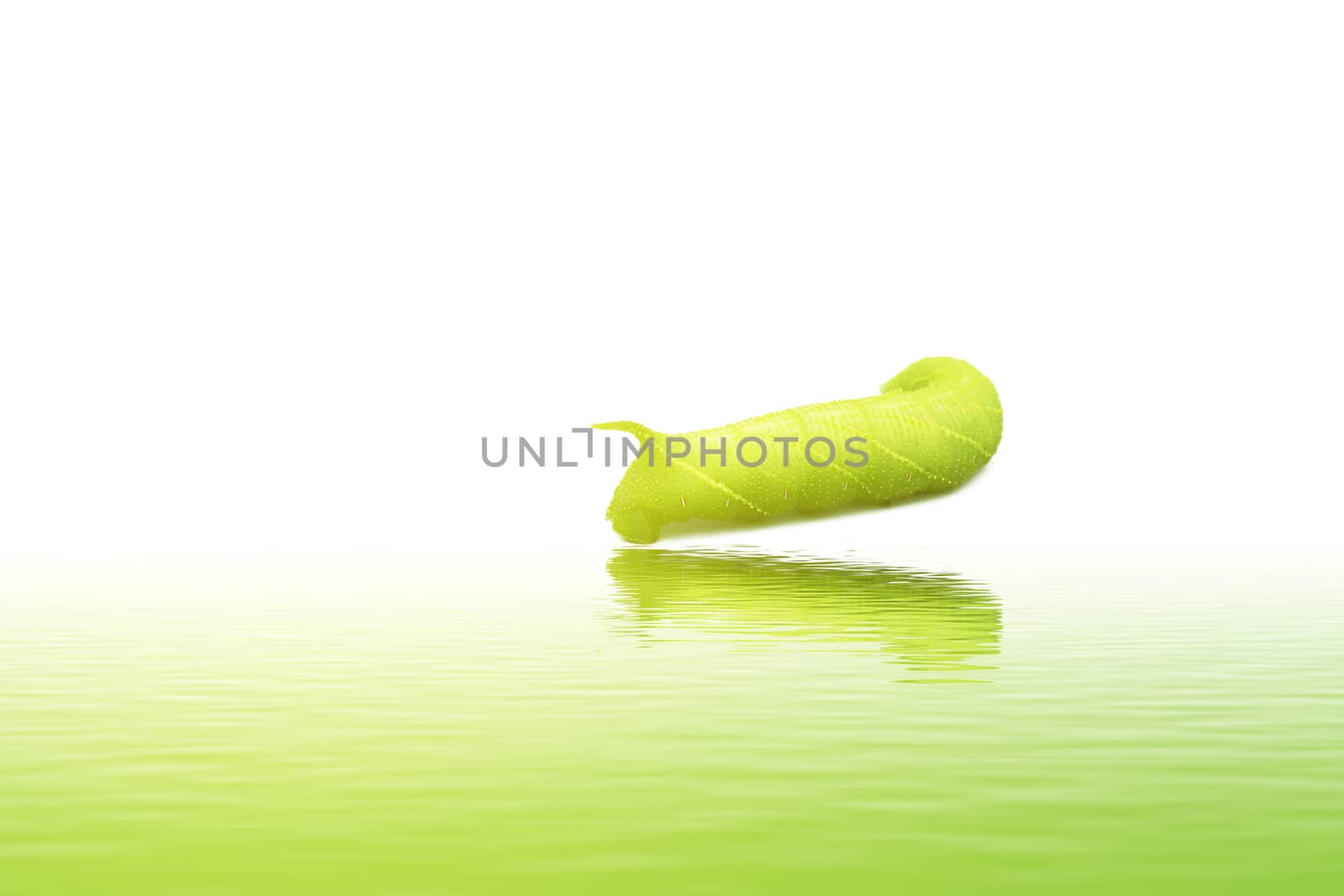 A close up of the green caterpillar