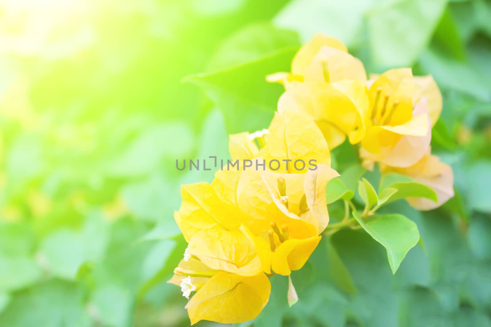 Soft-focus close-up of yellow flowers 