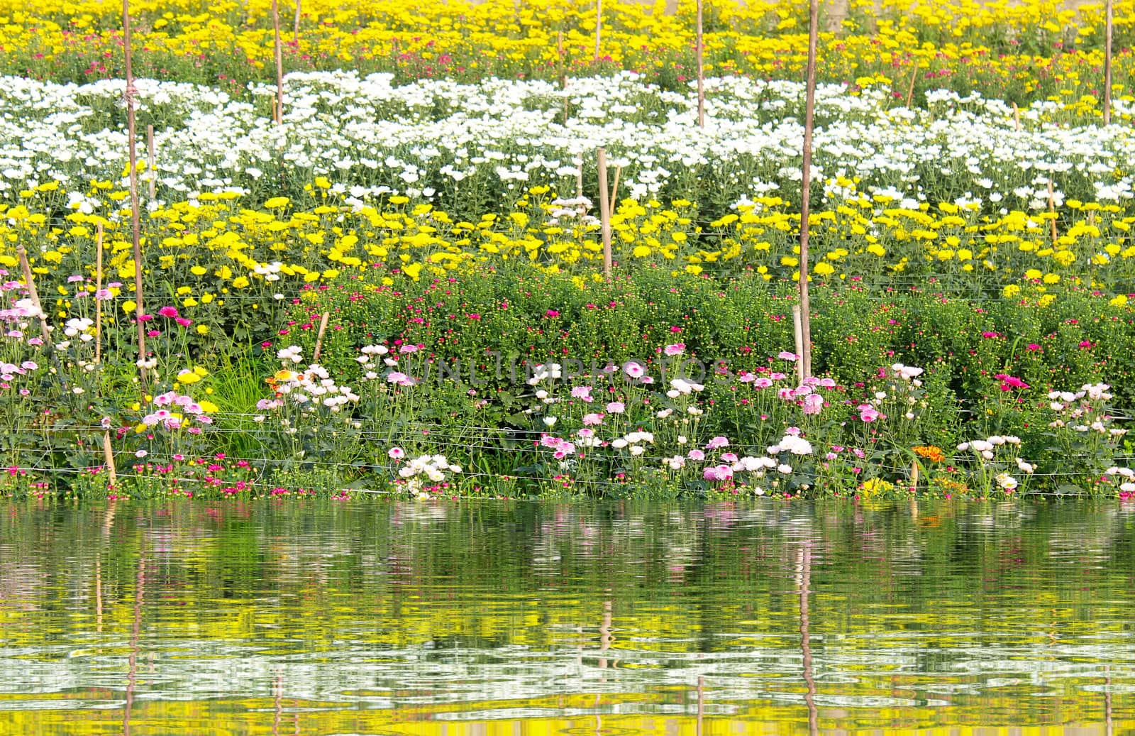 colorful spring flowers 