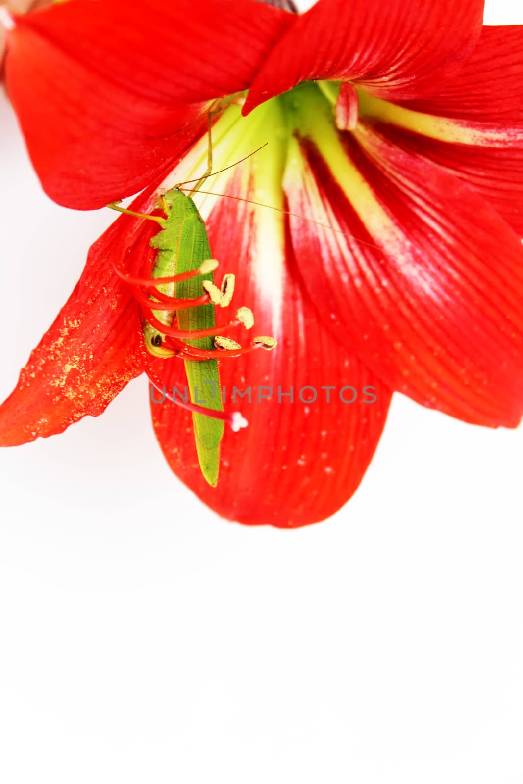 Macro photo of a grasshopper inside of a red lily 