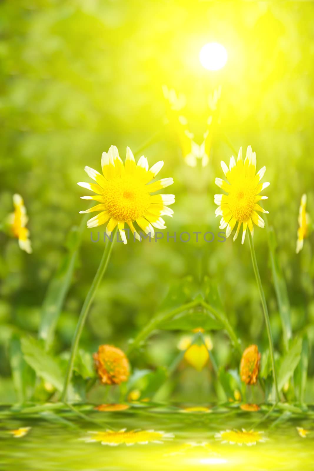 Beautiful yellow flower in field  by dinhngochung