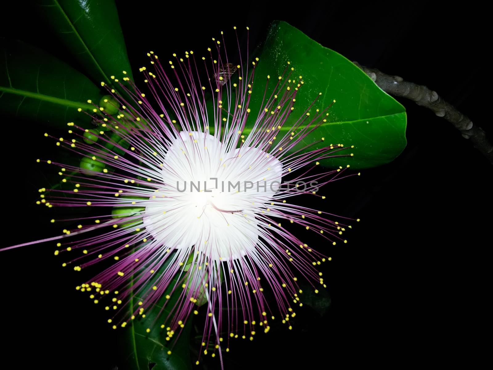 purple flowers