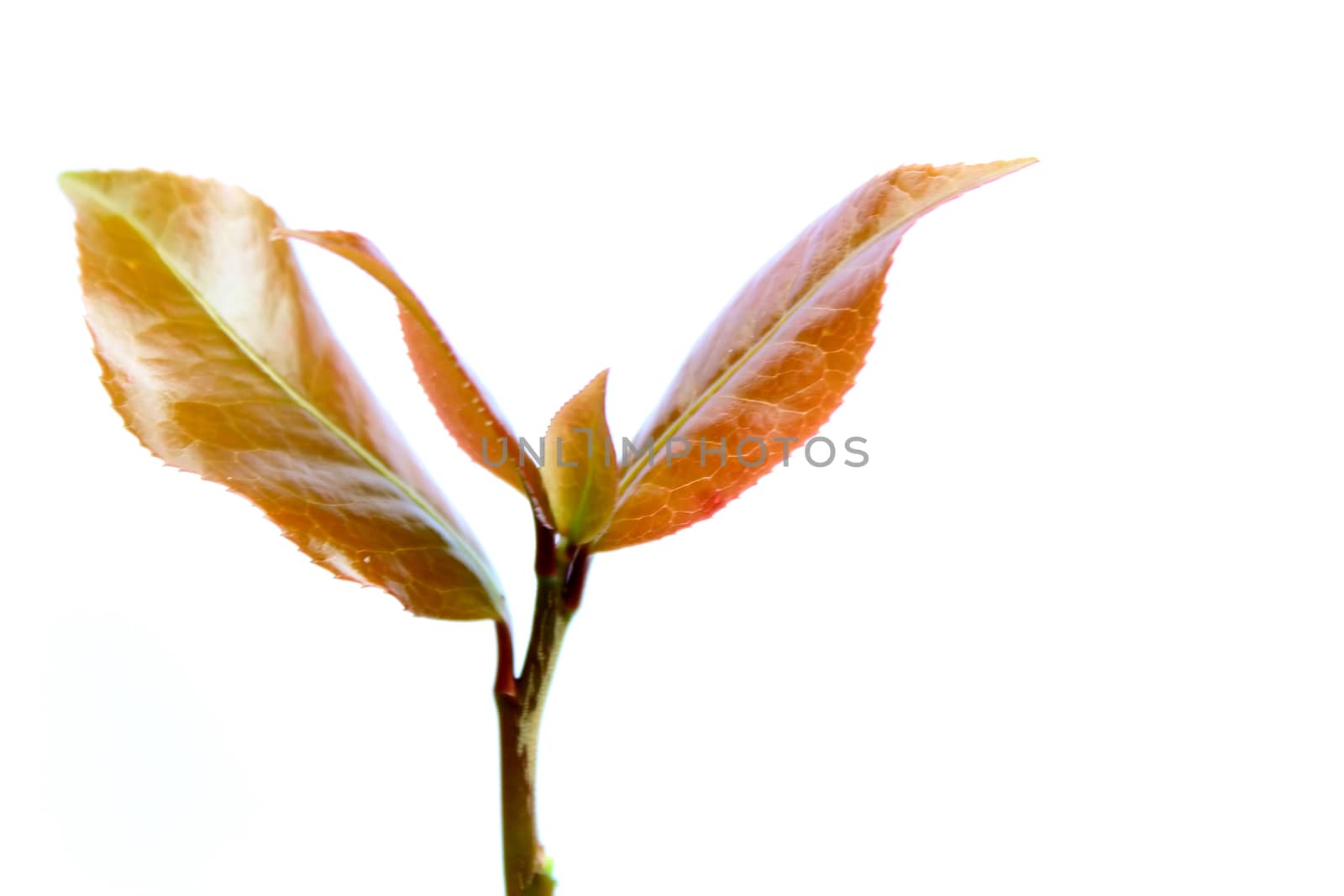 germ isolated on white background