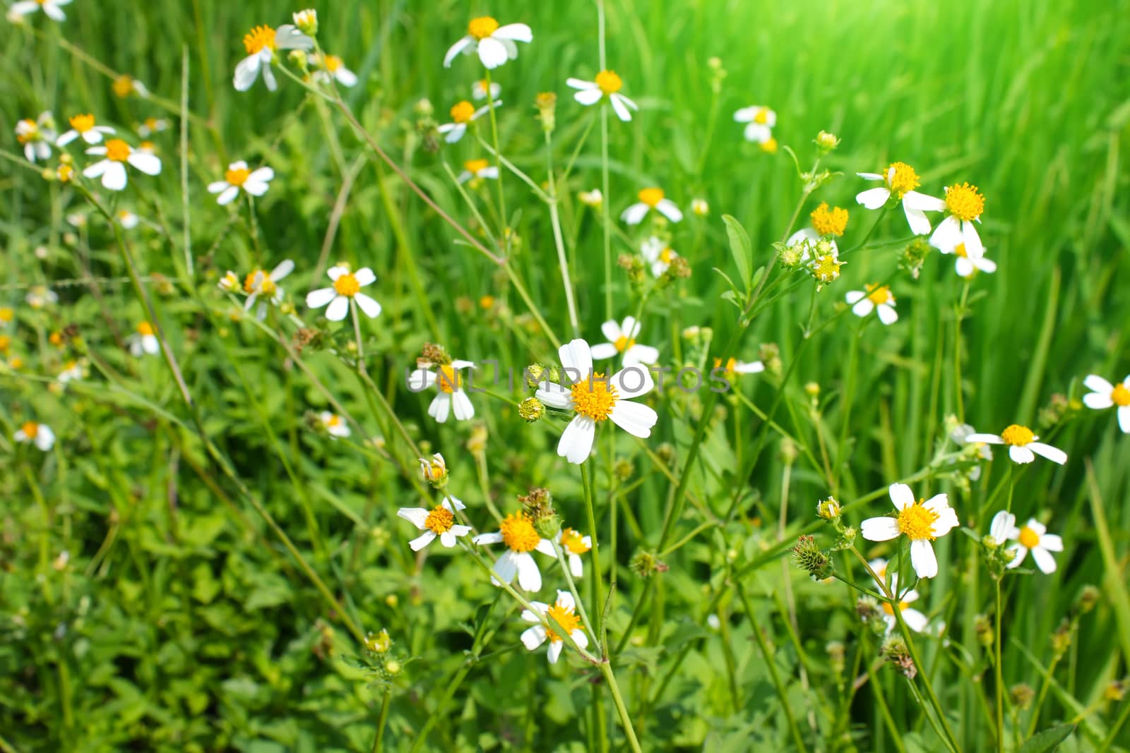 White flowers blooming