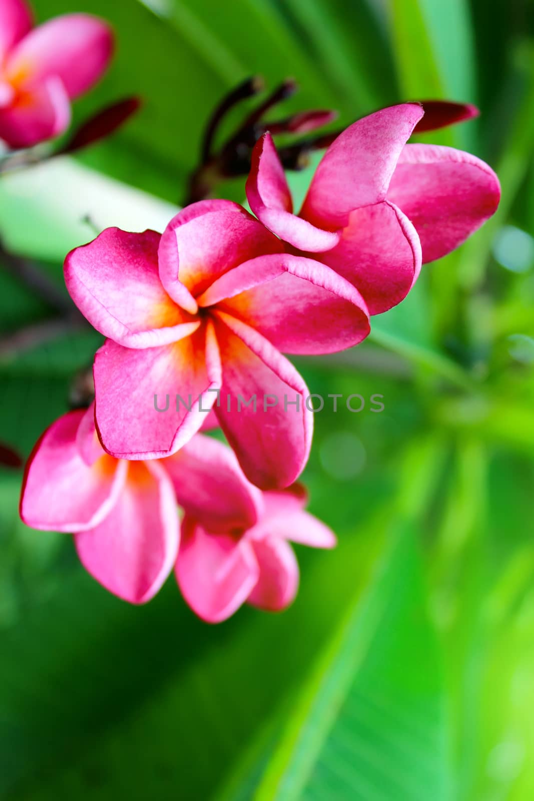 pink flower on a green background by dinhngochung