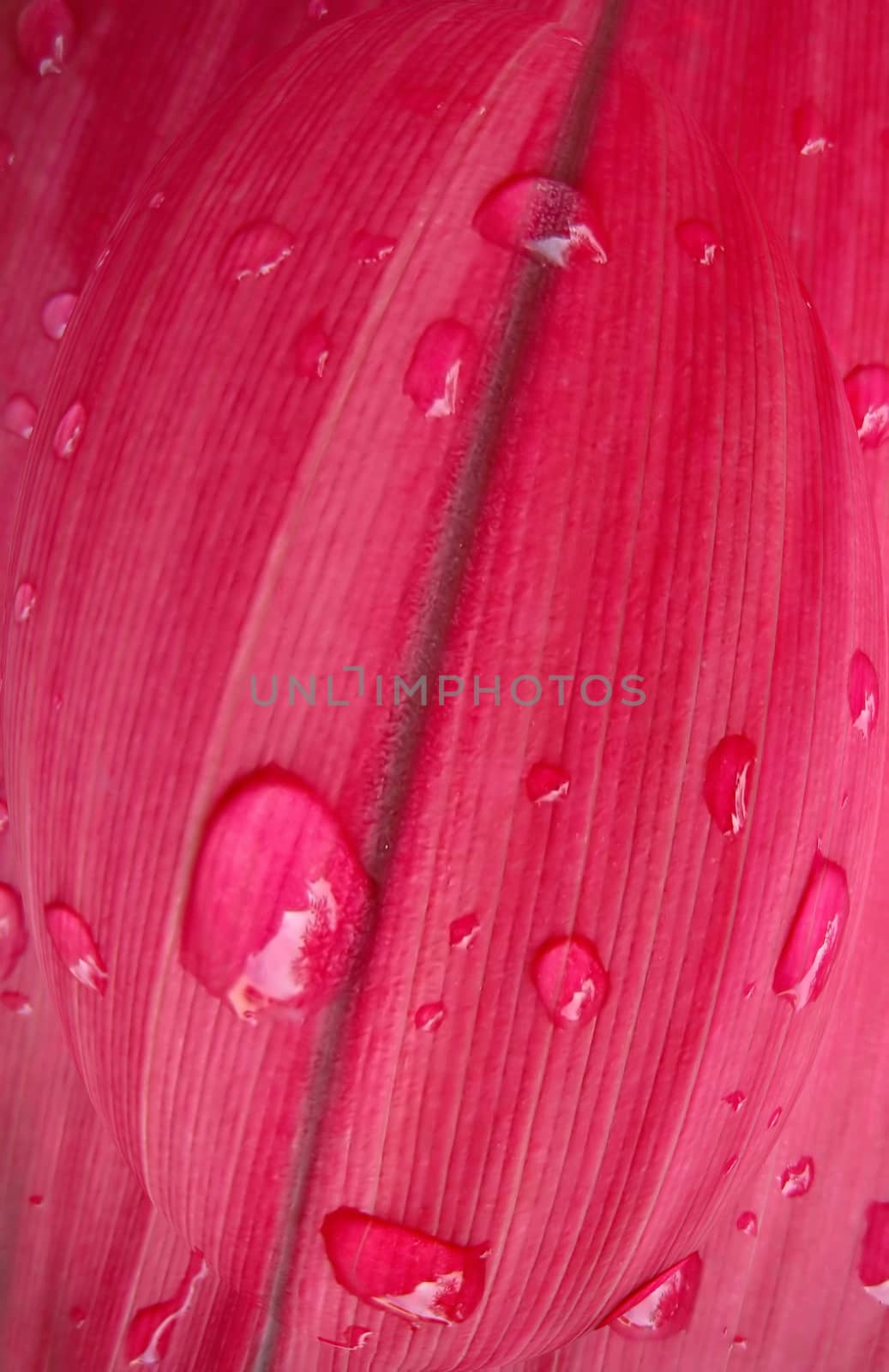 Dew drops on red leaf