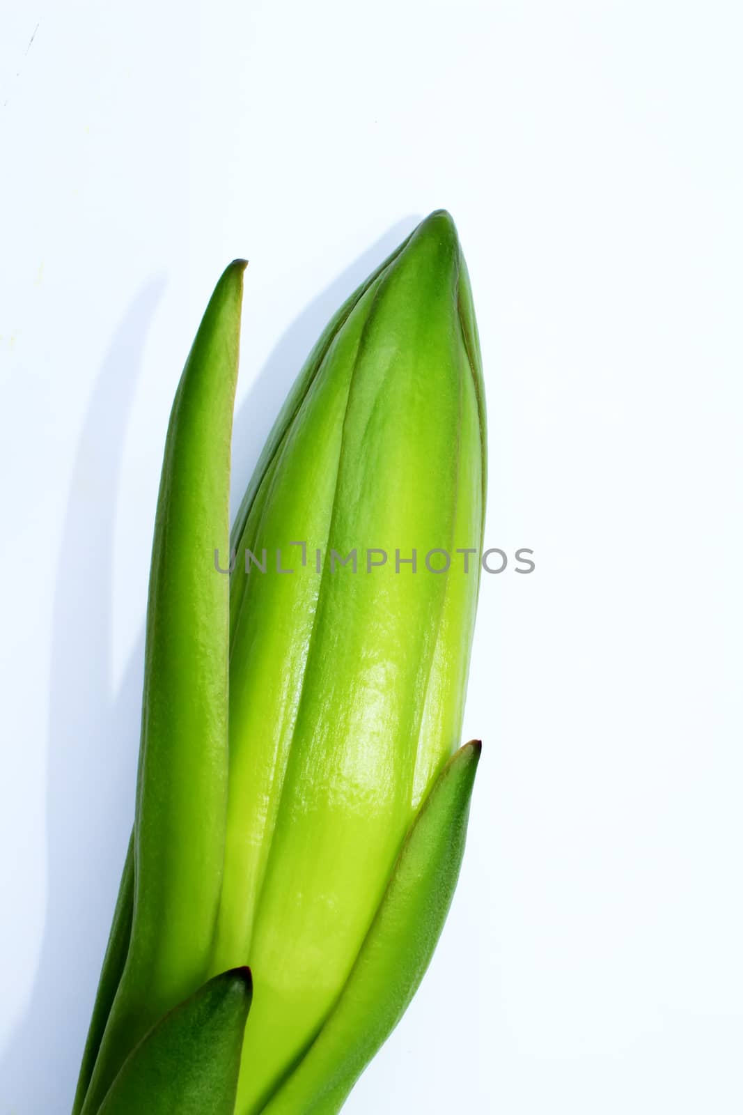 dragon fruit bud  by dinhngochung