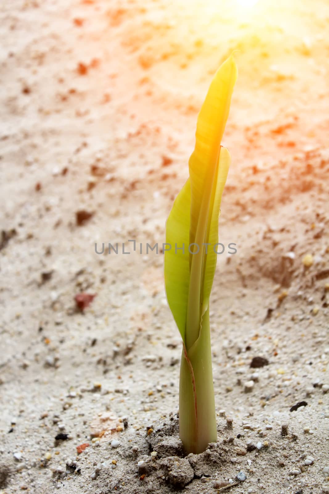 seedlings grown in sand by dinhngochung