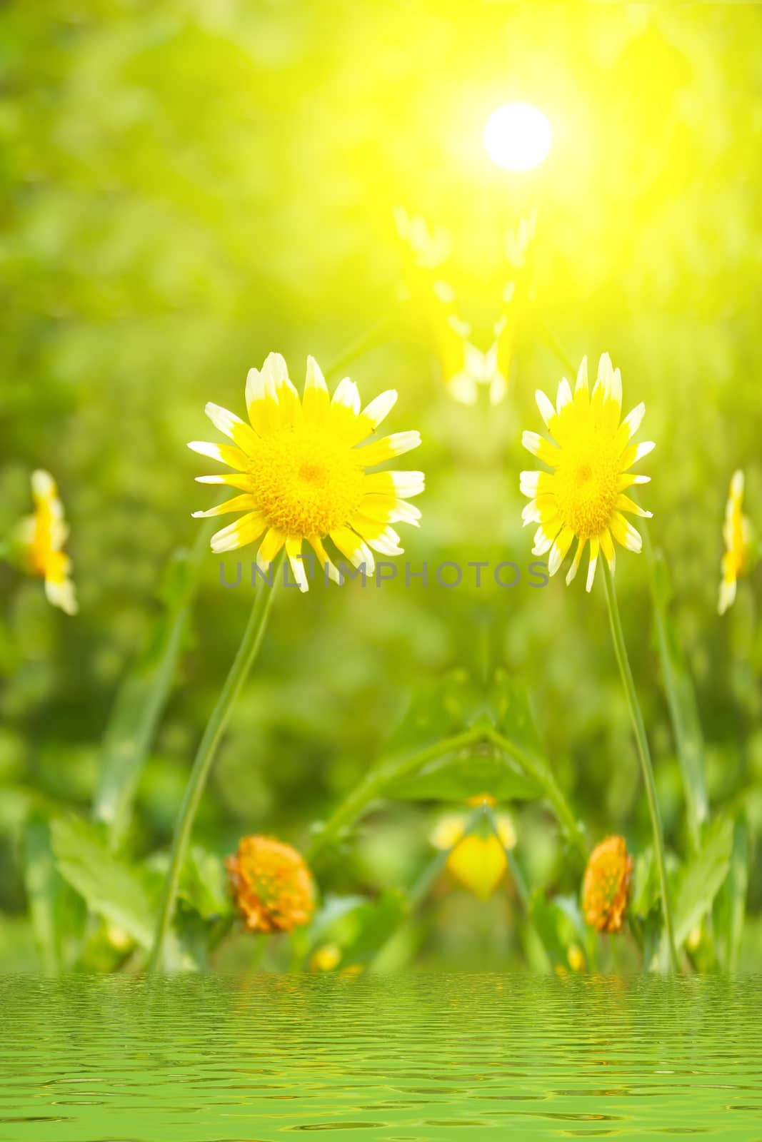 Beautiful yellow flower in field 