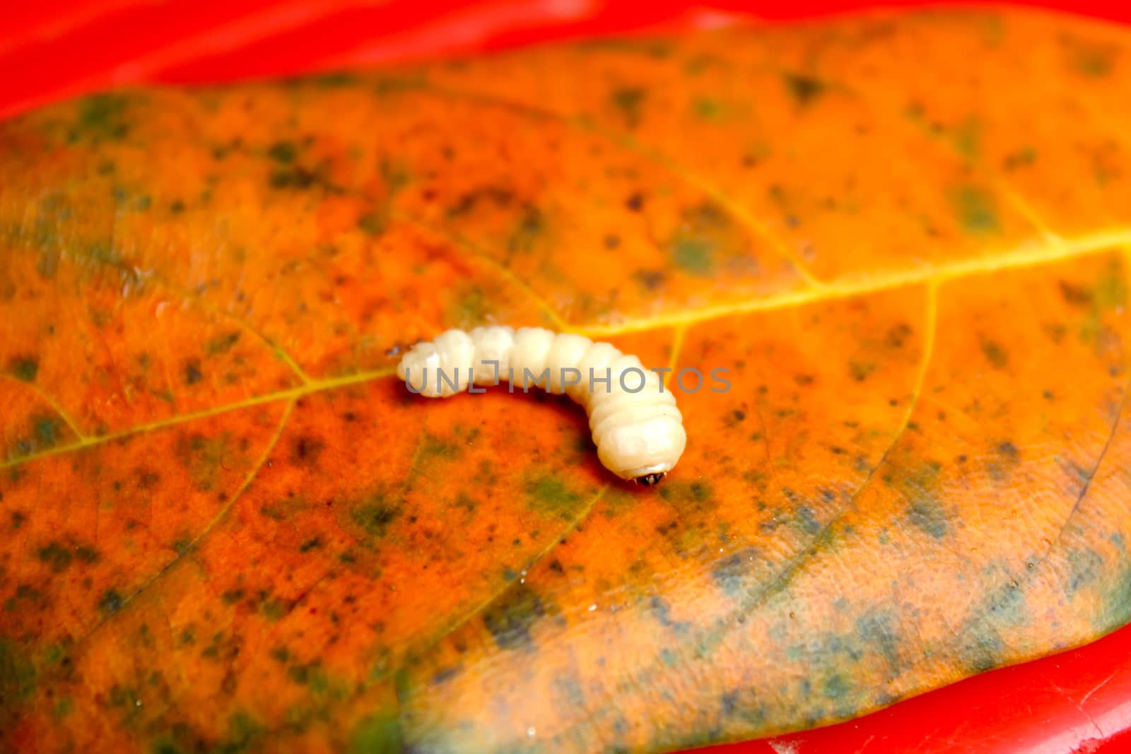 Sawfly larvae by dinhngochung