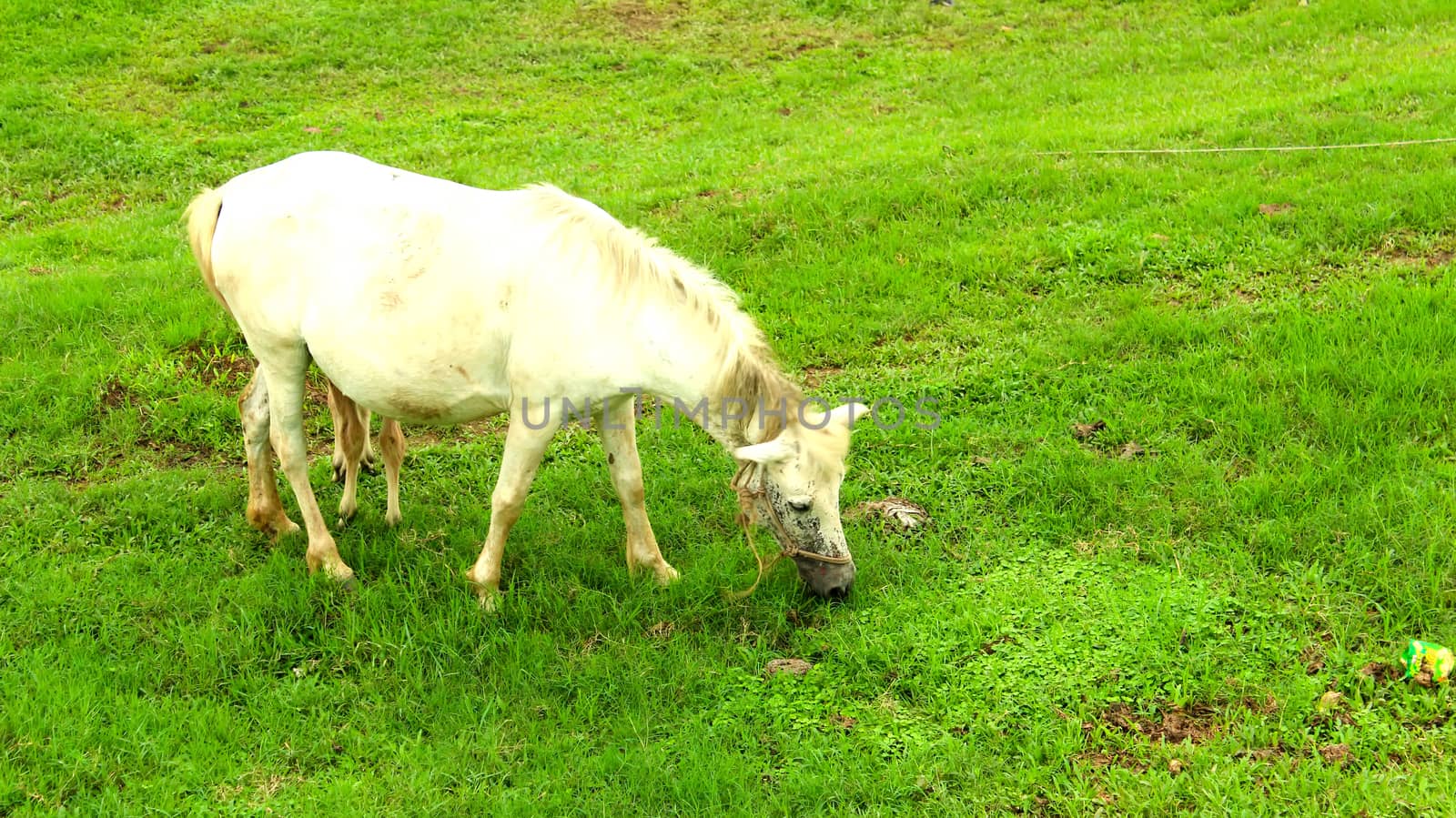 horse grazing in a field