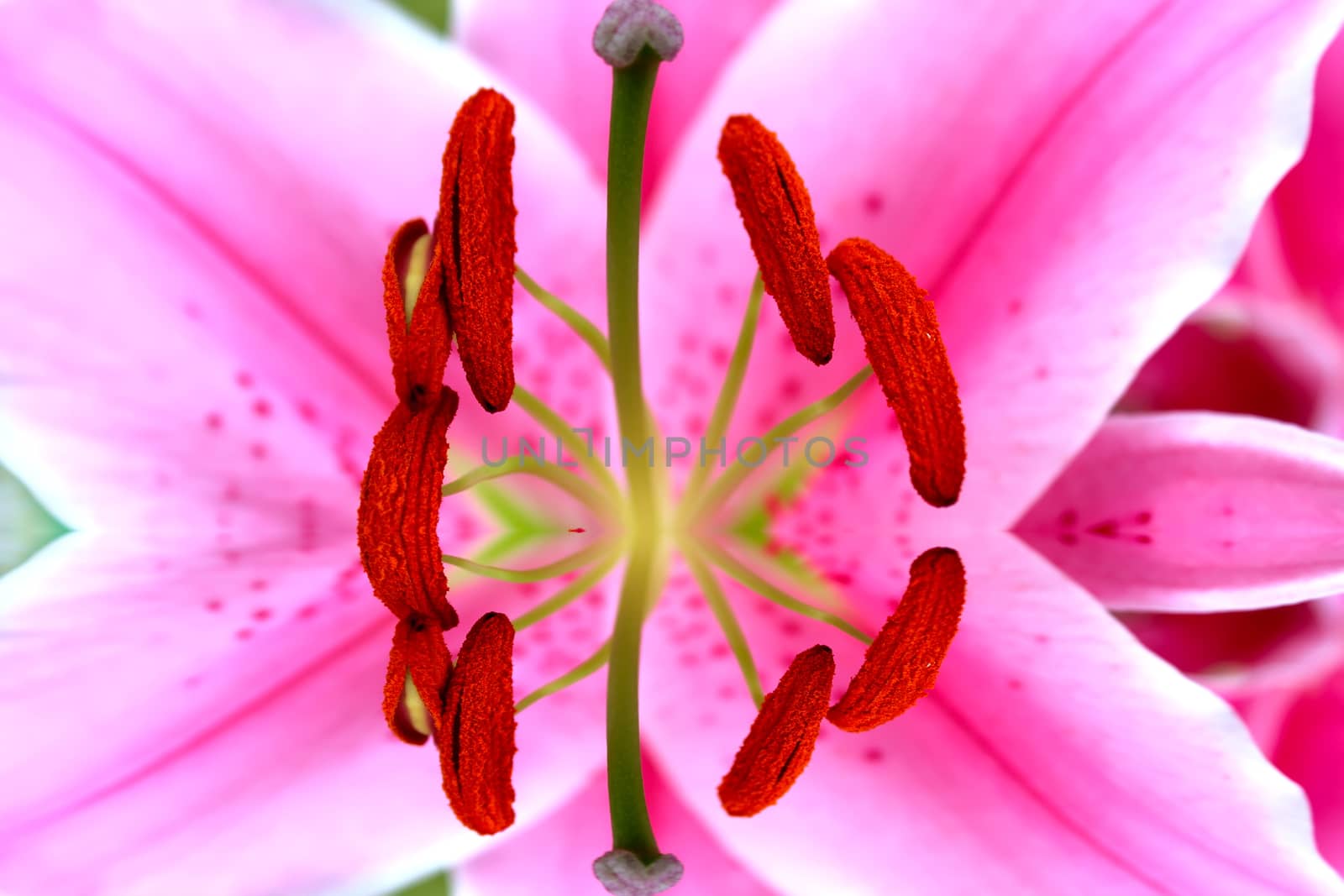 Lily