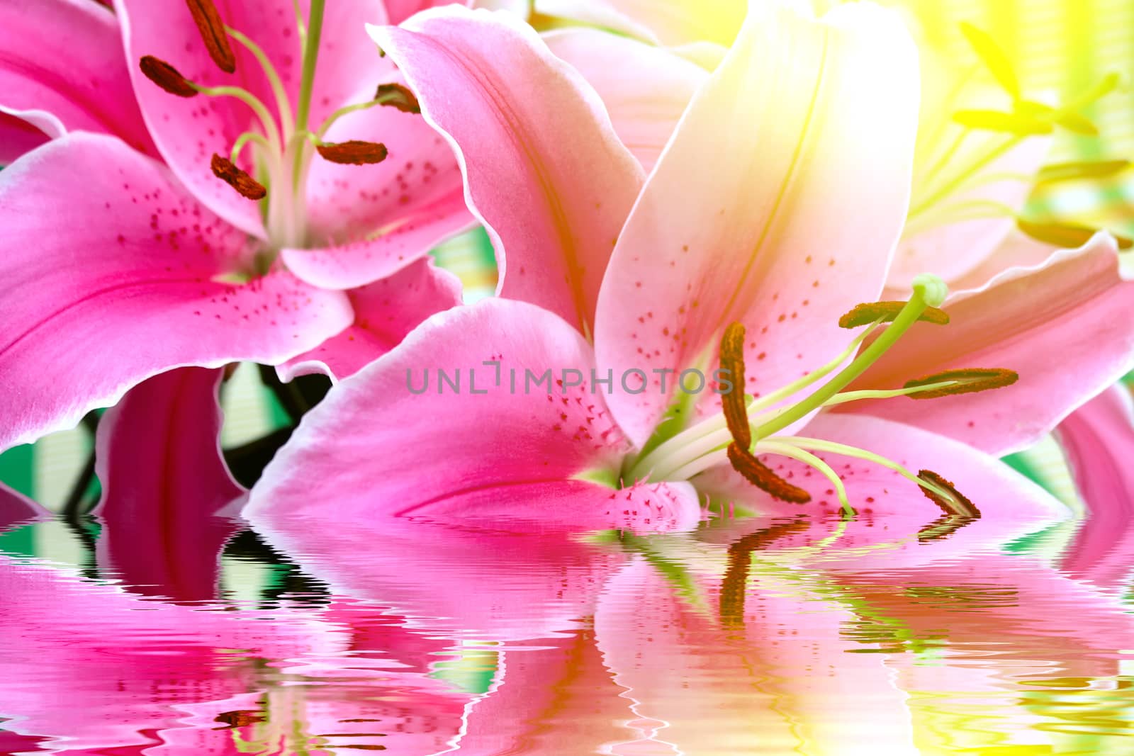Lily