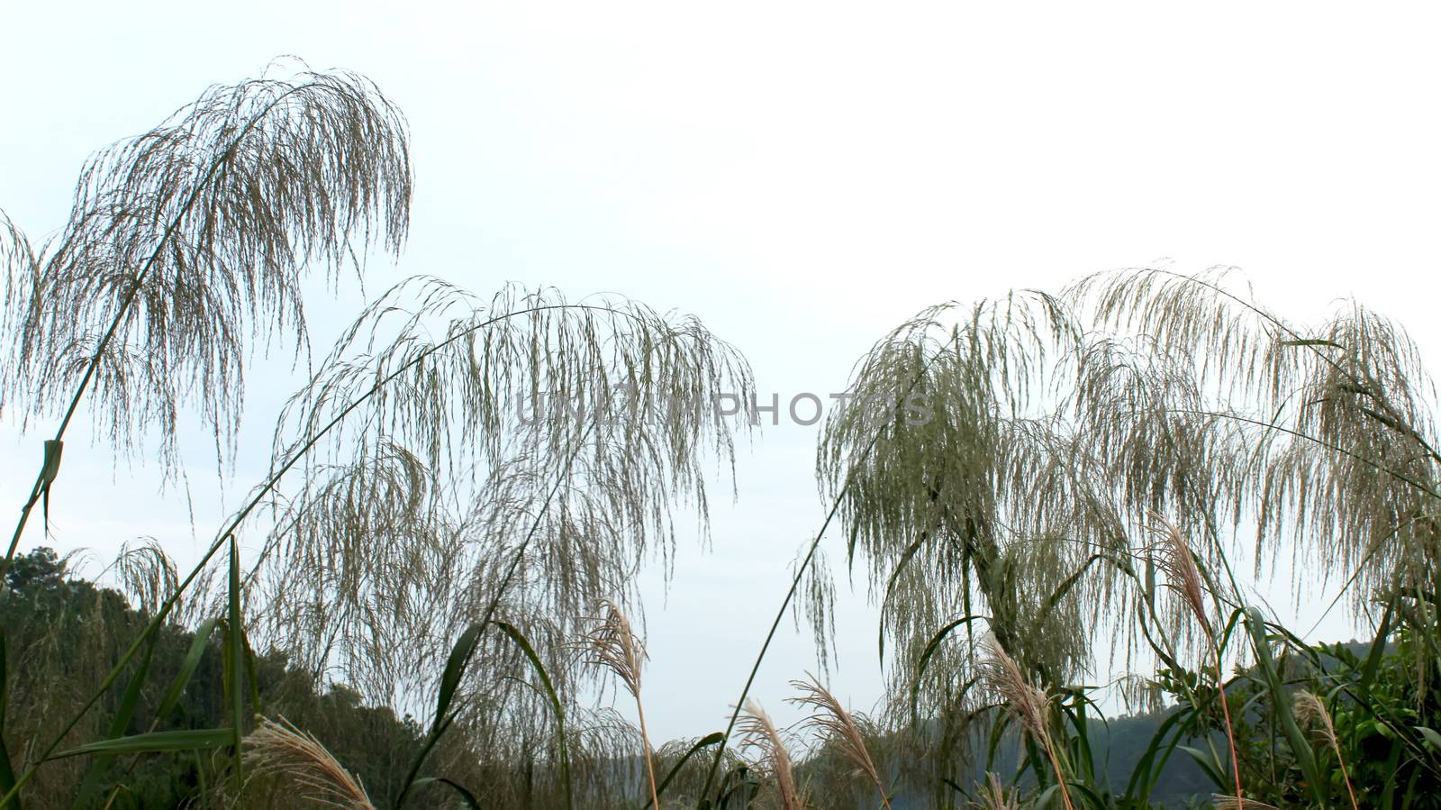 grass