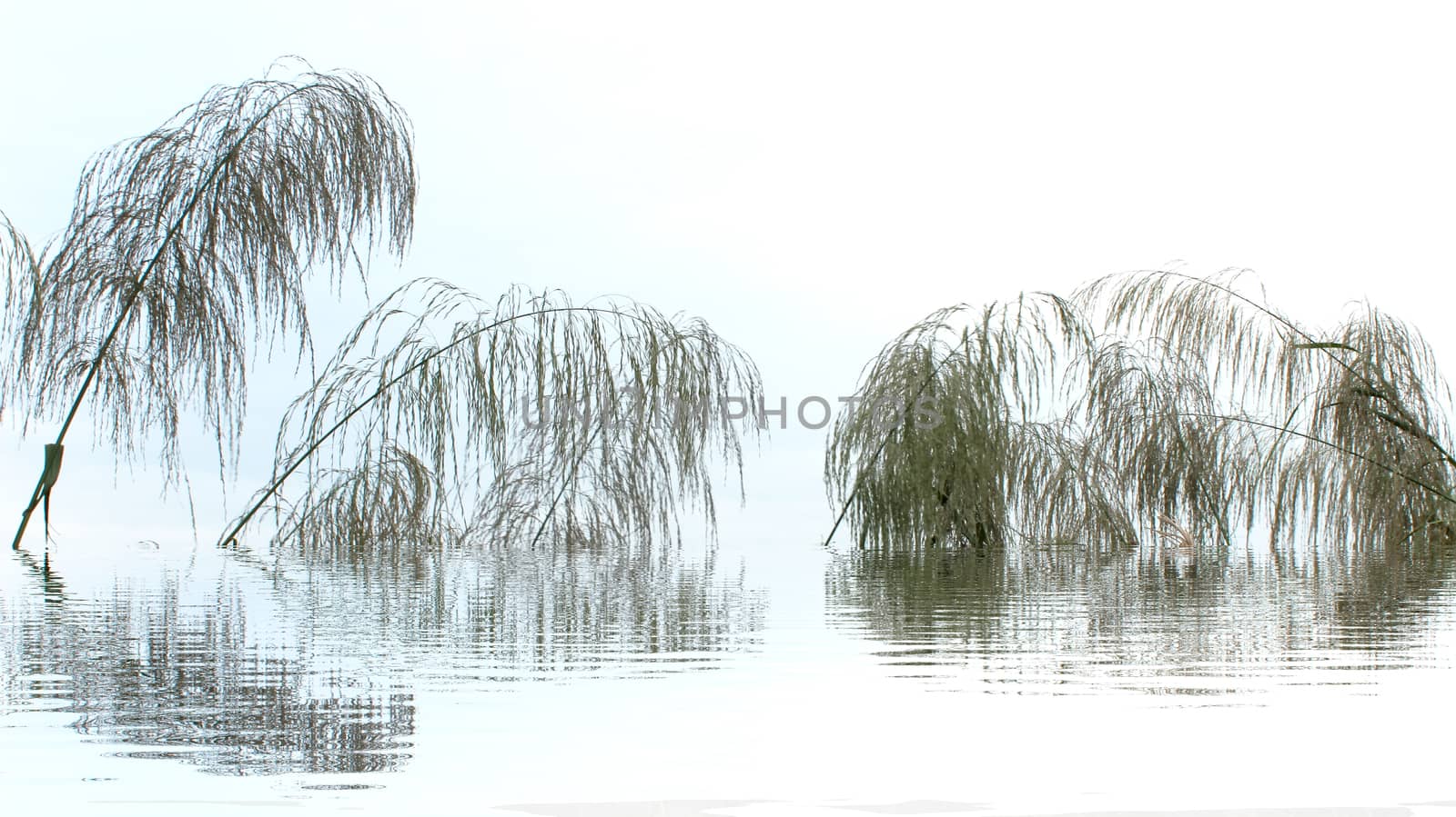 grass