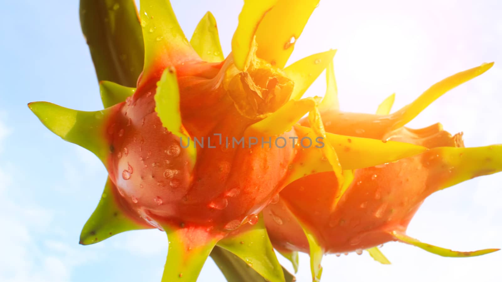 dragon fruit and the sky