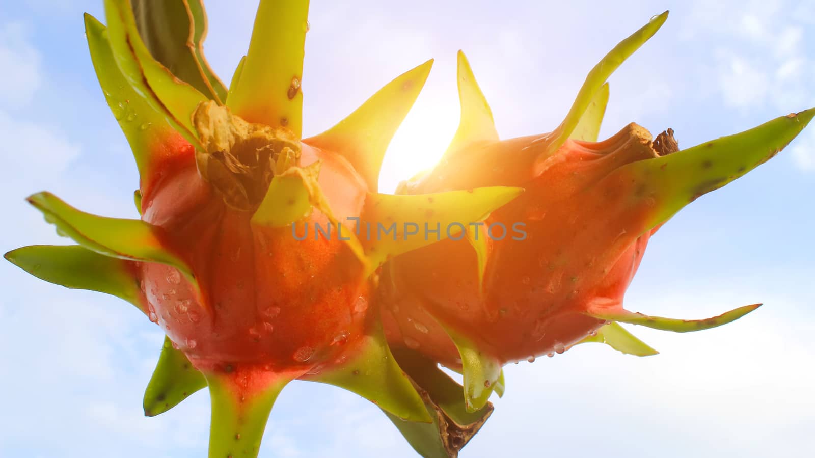dragon fruit and the sky