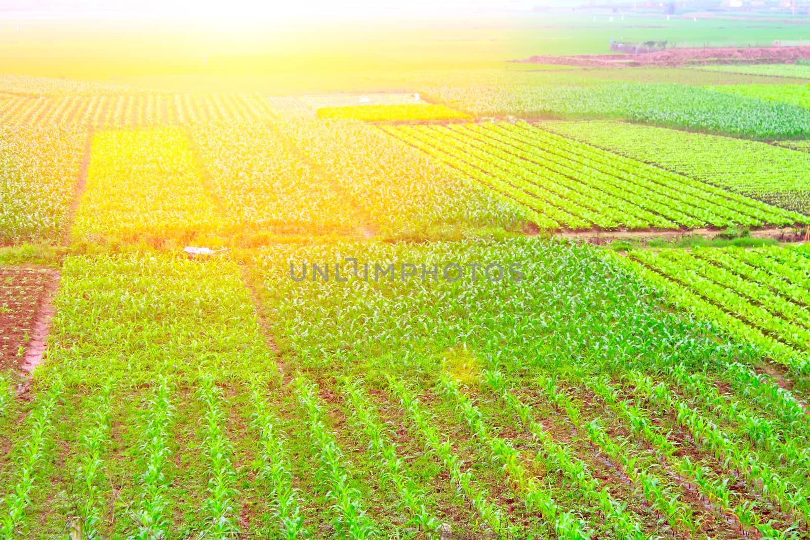 field of vegetables
