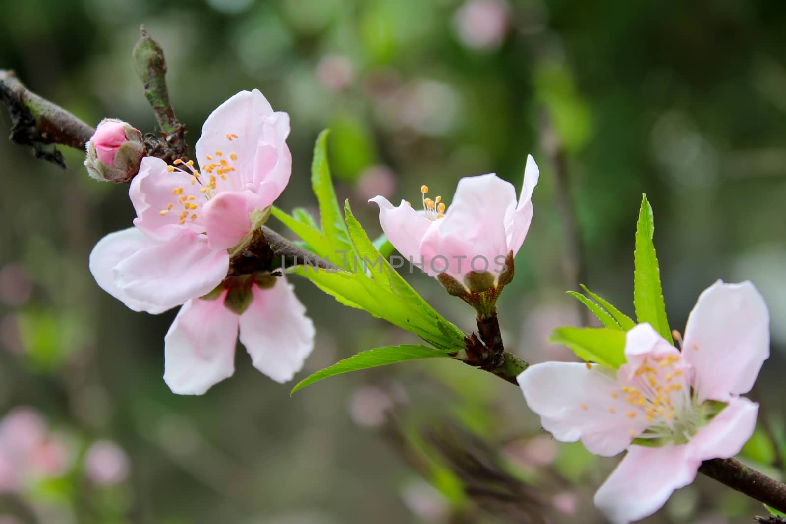 peach flowers