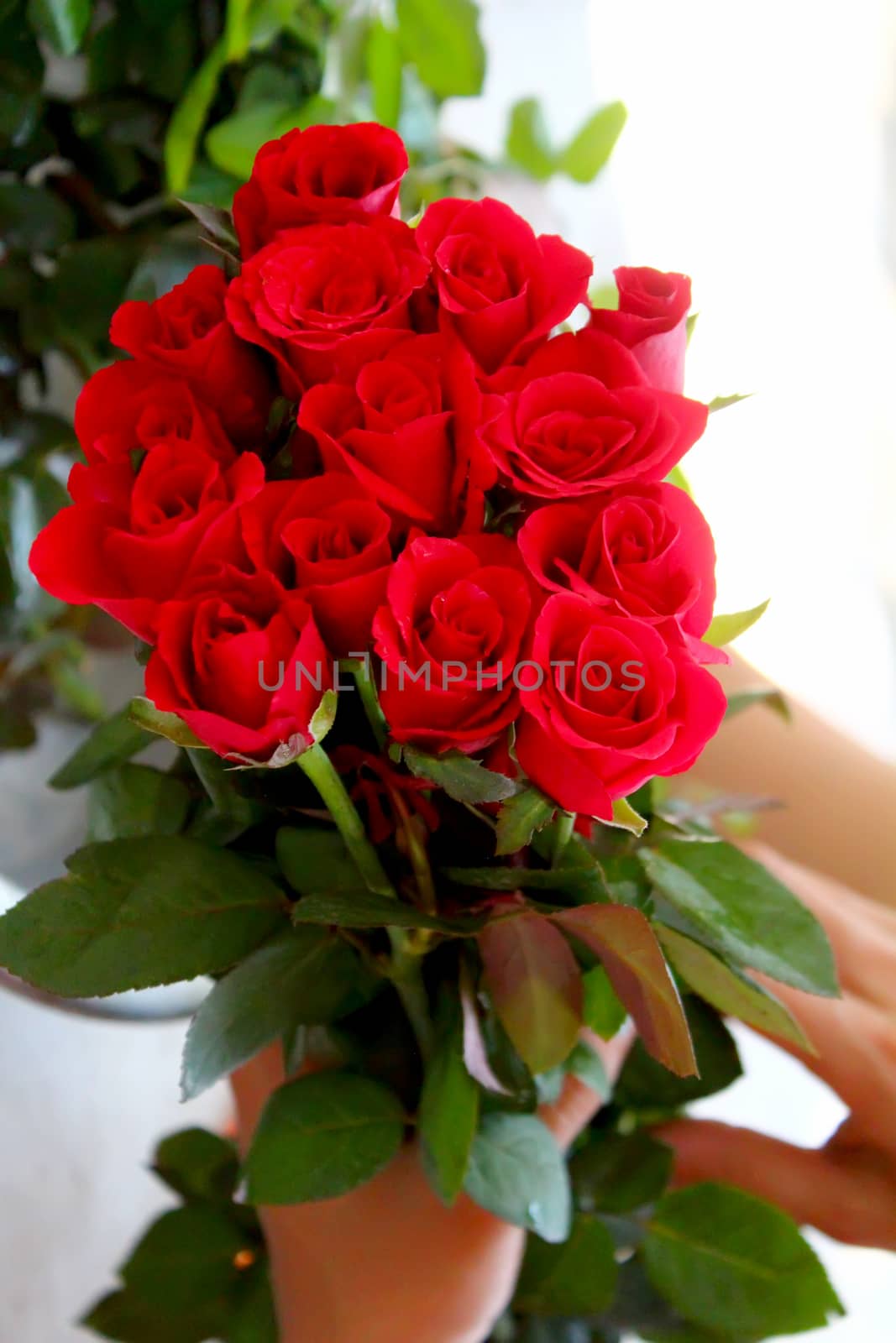 The beautiful bouquet of roses