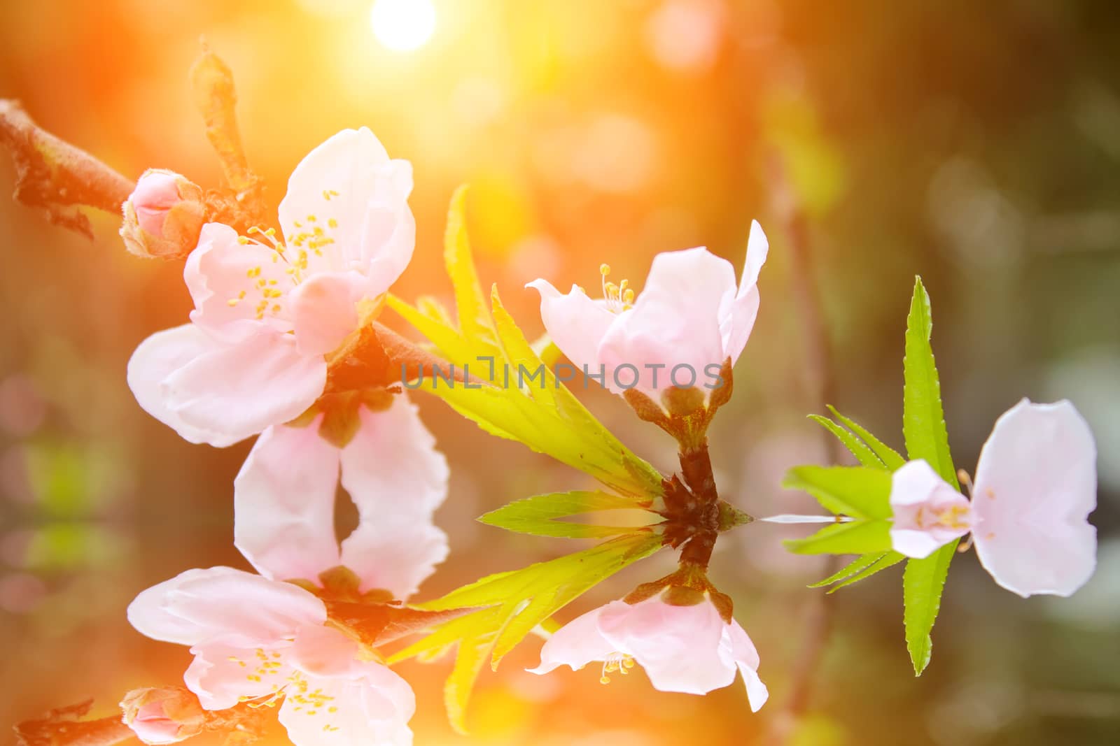 peach flowers