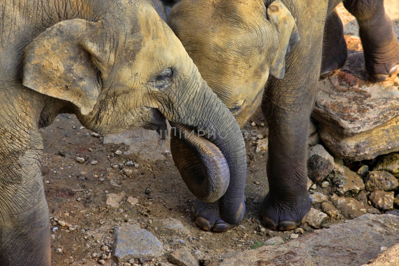 Two elephants in a wild nature kiss