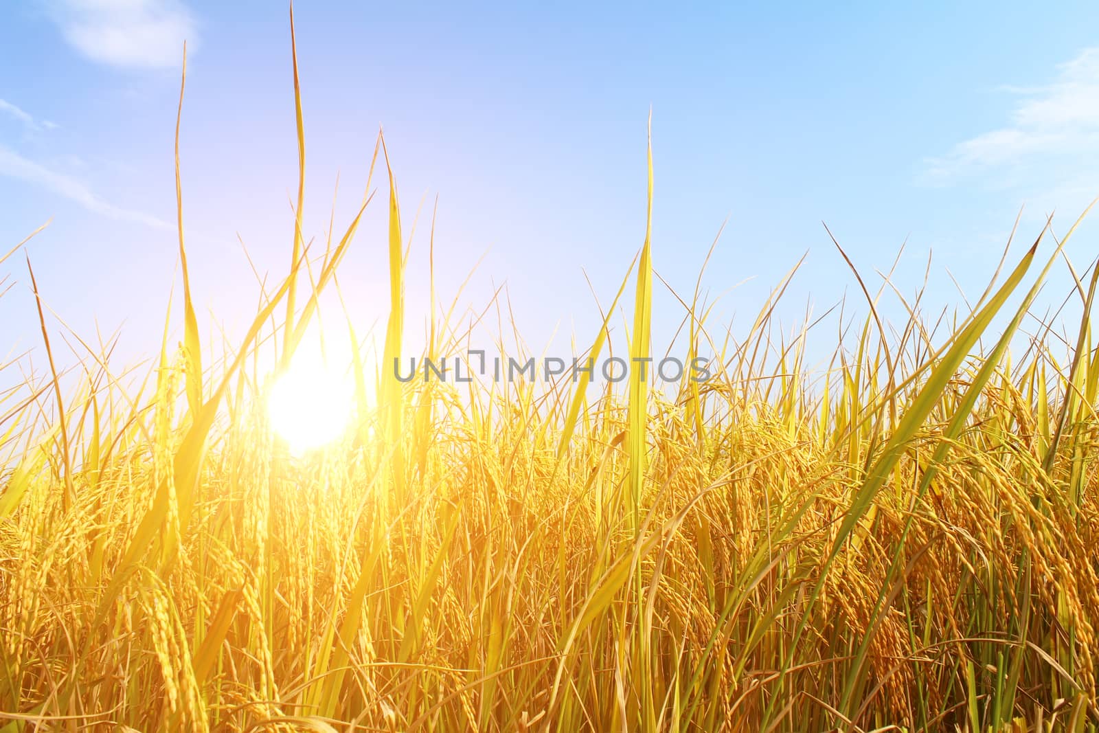 rice field