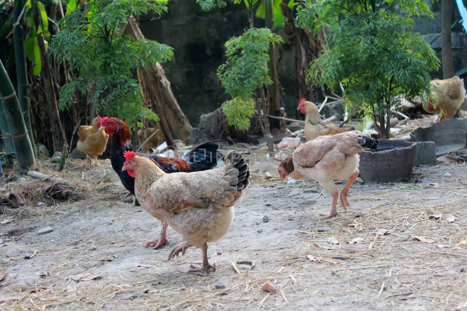 chicken in the garden

