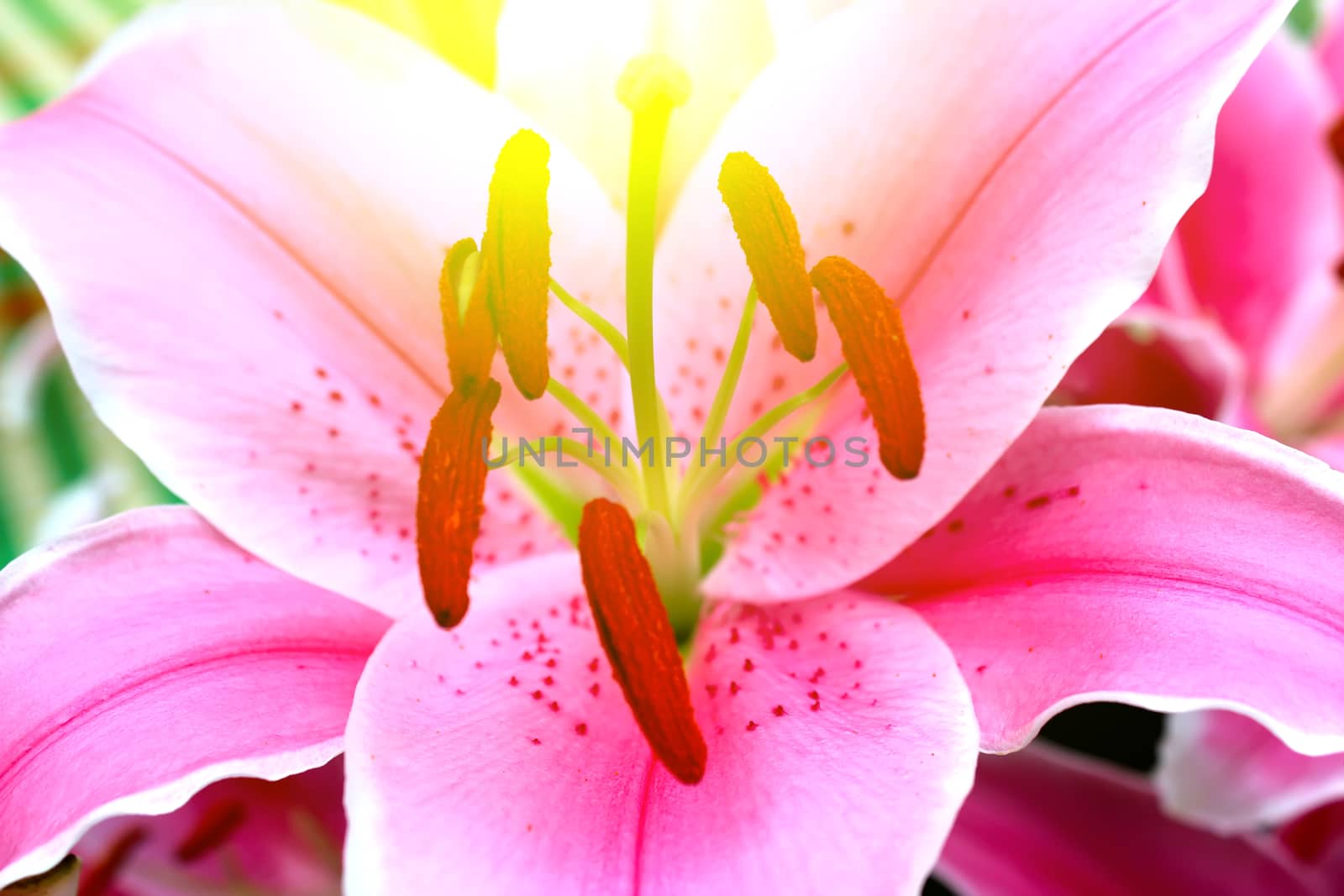 Lily