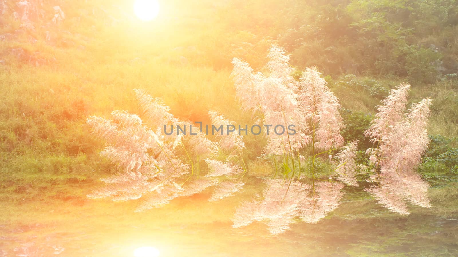 feather grass