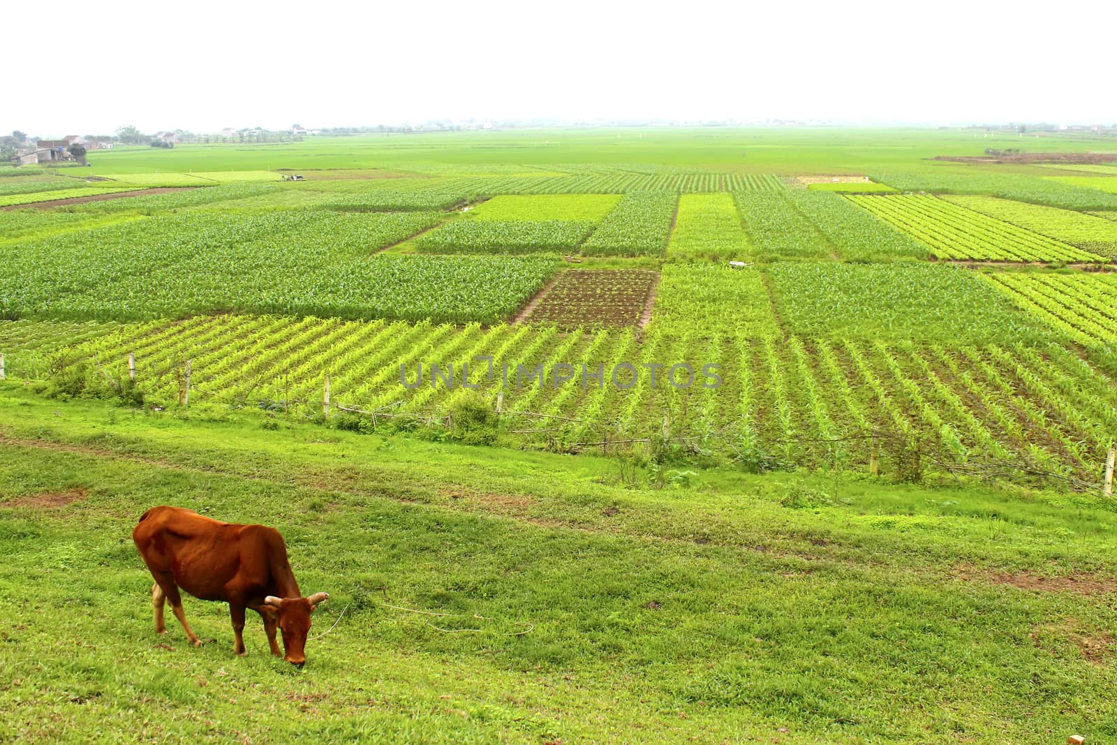 field of vegetables