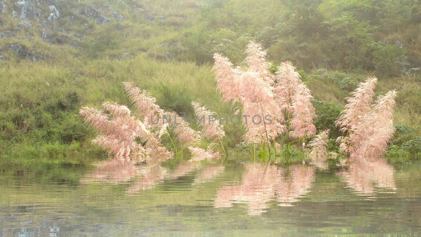 feather grass