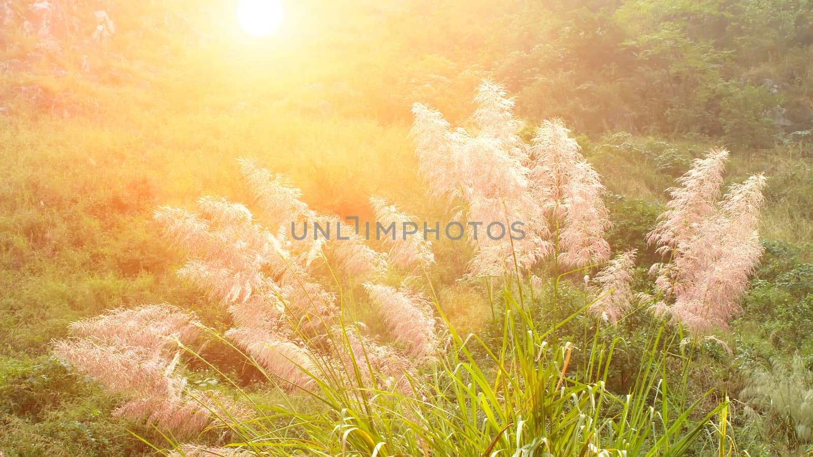 feather grass