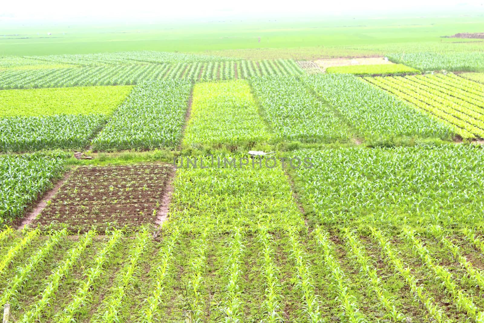 field of vegetables