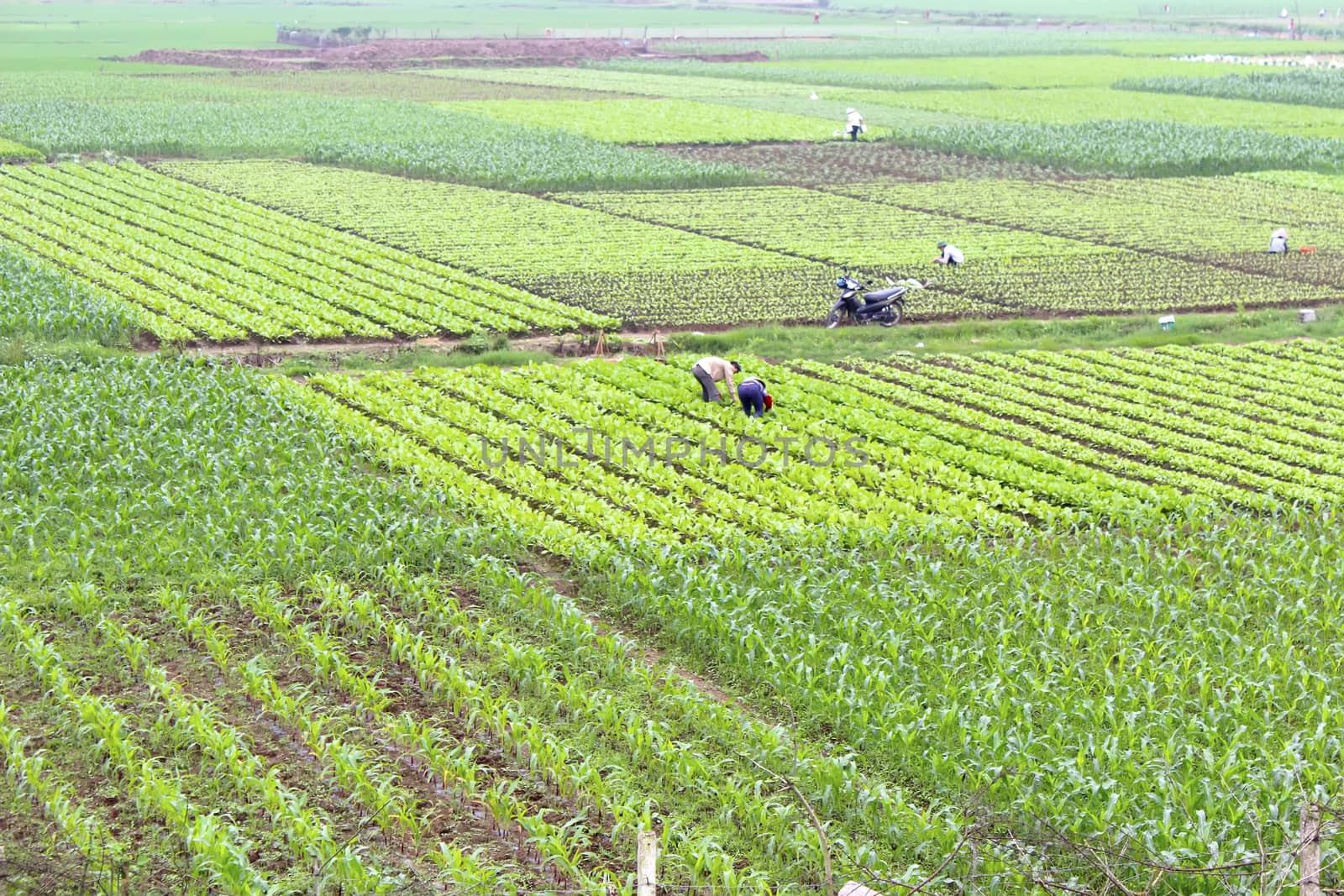 field of vegetables